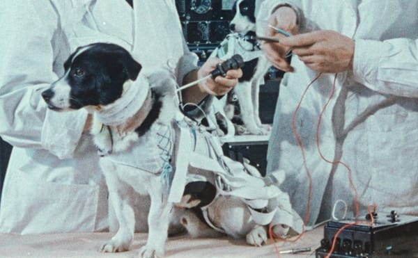 The Curious Lives of the Russian Stray Dogs That Traveled to Space