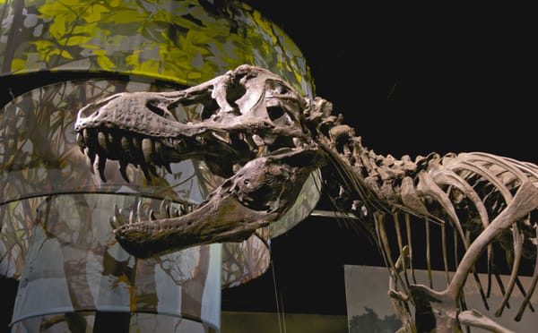 “Stan” the Tyrannosaurus Rex Kills at Christie’s Auction