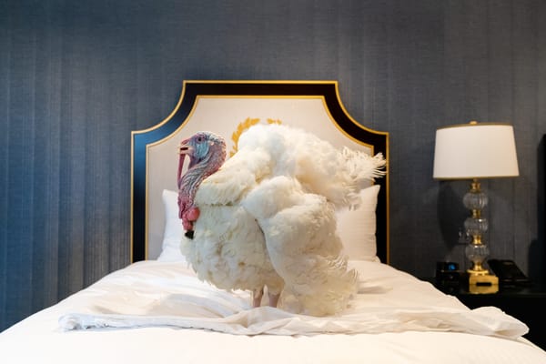 The Luxurious Lives of the Presidential Turkeys