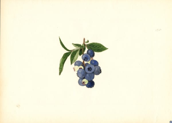 Before Photography, Watercolorists Documented the Luscious Variety of Fruits and Nuts
