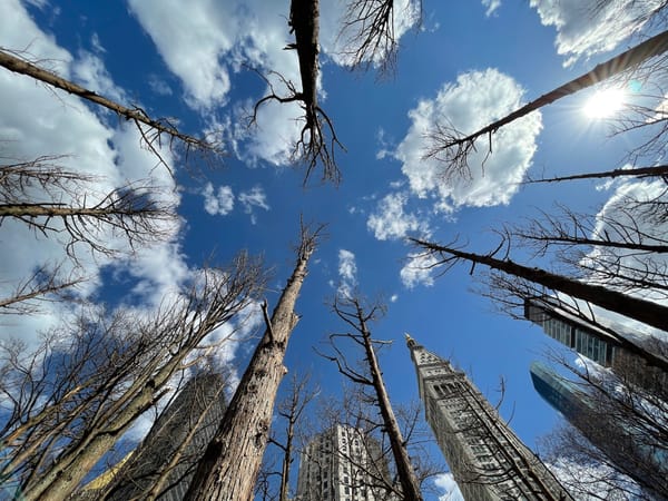 Maya Lin Erects a Ghostly Grove of Dead Trees in Manhattan