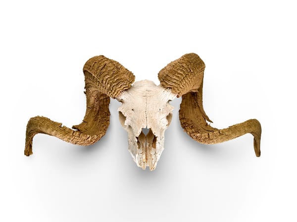 Whimsical Georgia O'Keeffe and Andy Warhol Ephemera Sell at Auction