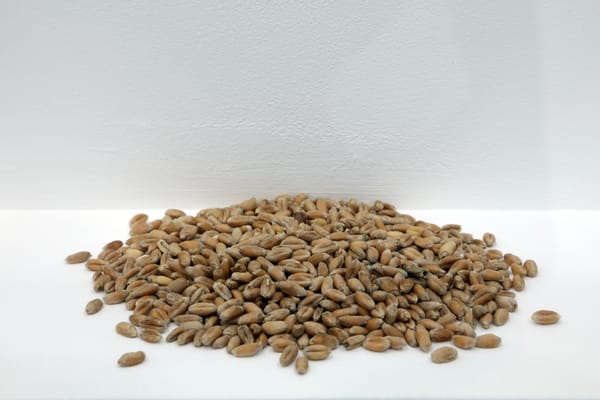 Spilled Milk and Other Acts of Protest Visualize the Politics of Food Production