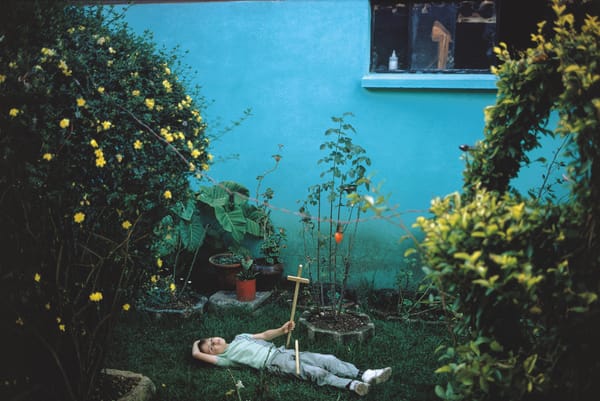 Joel Meyerowitz’s Wild Flowers Is a Reminder That the World Is Still Blooming