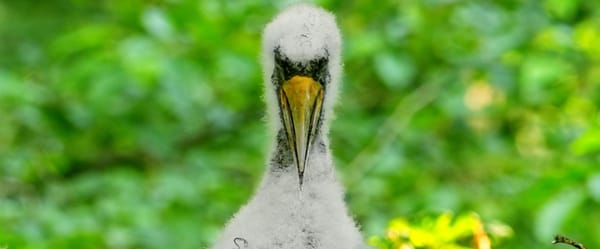 An Astonishingly Intimate Film Takes Us Deep Into the Woods