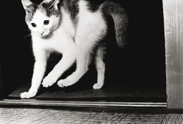 For Masahisa Fukase, Cats Were Much More Than Cute