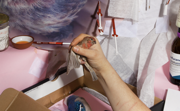 Artist and Bird Rehabilitator Protests “Animal Cruelty” at LA Gallery