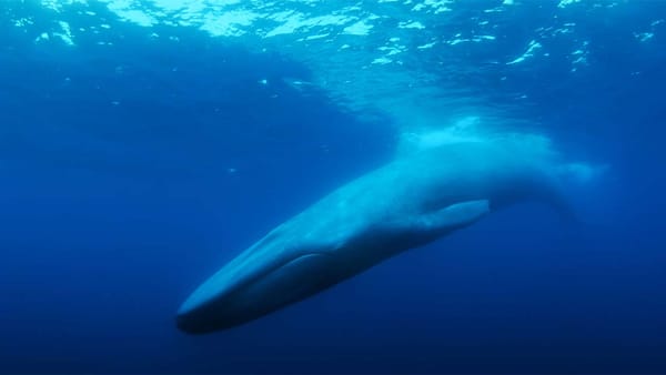 The Loneliest Whale Tries to Find the Internet’s Favorite Whale
