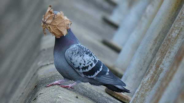This Pigeon Was Not Ready For Fall, and Other Absurd Wildlife Photos