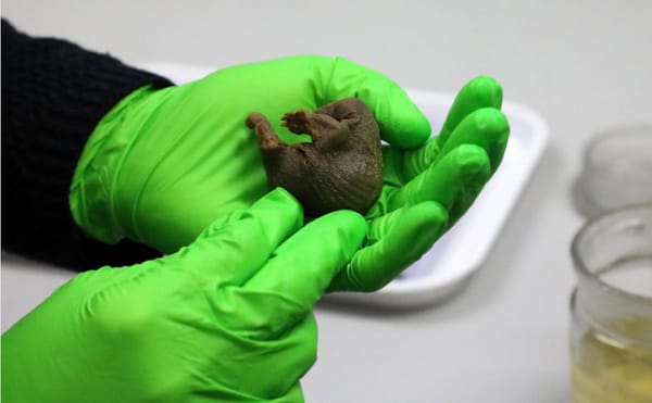 150-Year-Old Egg-Laying Mammal Specimens Found at Cambridge Museum