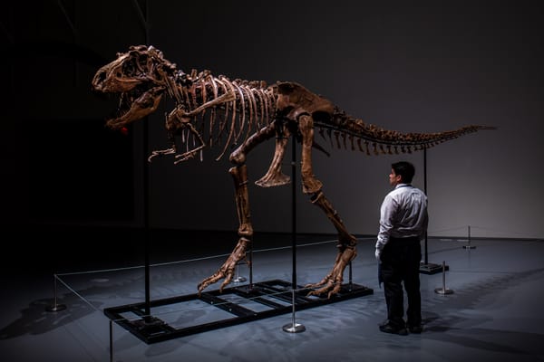 Another Dinosaur Skeleton Hits the Auction Block