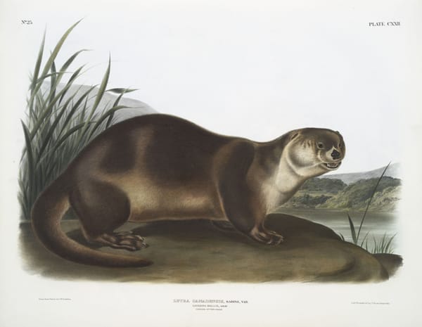 Otters Are Art History’s Unsung Muses
