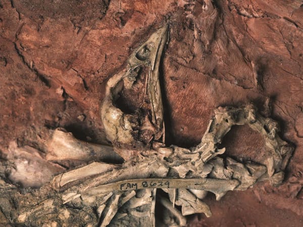 11-Million-Year-Old Fossil Leads to Discovery of New Bird Species