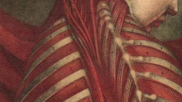 Harvard Art Museums Presents Dare to Know: Prints and Drawings in the Age of Enlightenment