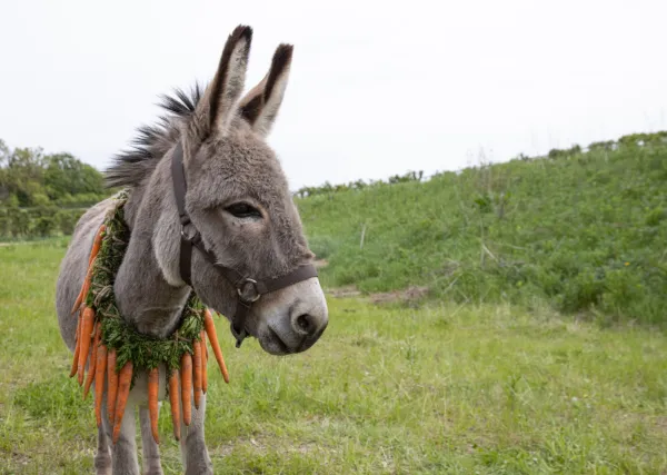 Film Looks at Suffering Through the Eyes of a Donkey