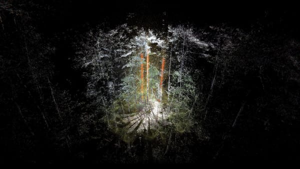 Onsite Gallery Presents more-than-human