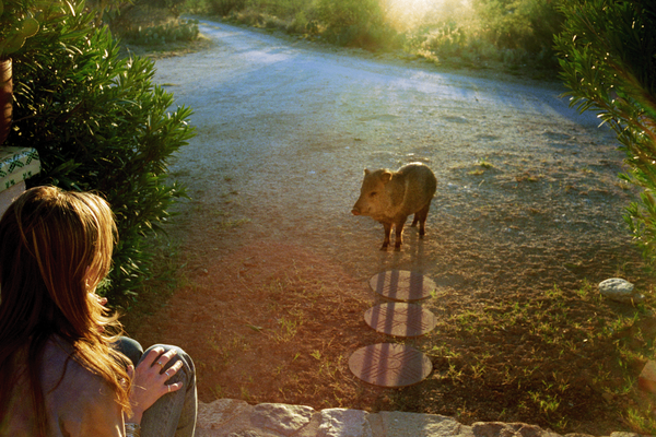 University of Arizona Presents North American Premiere of Linda McCartney Retrospective