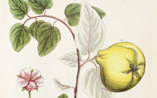 The Exquisite Illustrations of a Pioneering Woman Herbalist