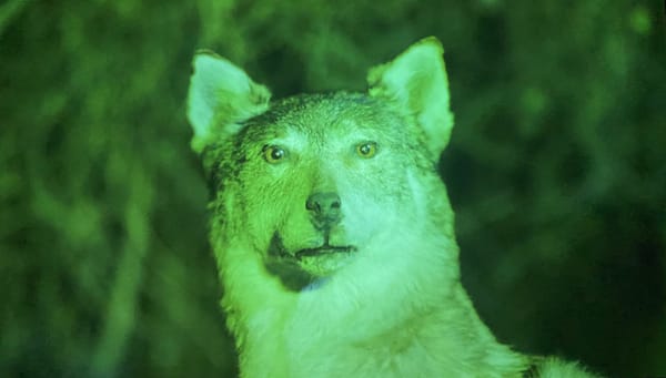 Artists Get Inside the “Glitch”