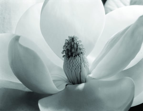 Munson Museum of Art Exhibits Work by Women Photographers, Thomas Cole, and Karen LaMonte