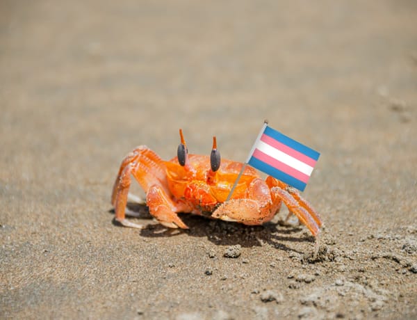 How a Tiny Crab Museum in the UK Stood Up For Trans Rights