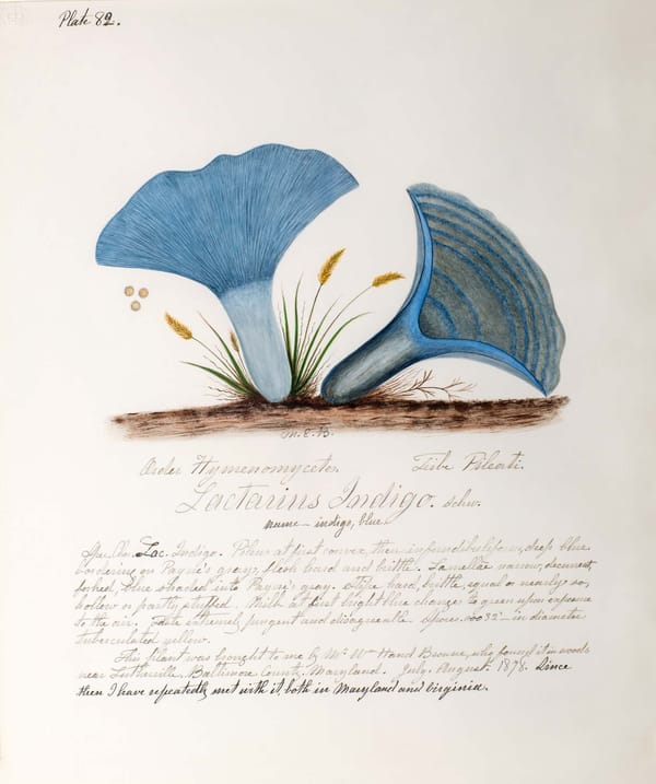 The Woman Scientist and Artist Who Revolutionized the Study of Mushrooms