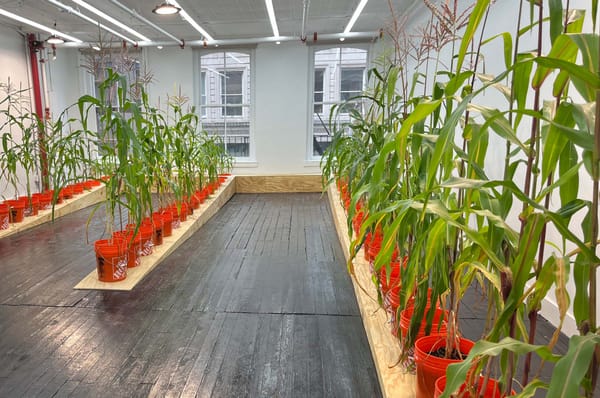 A Cornstalk Grows in Soho