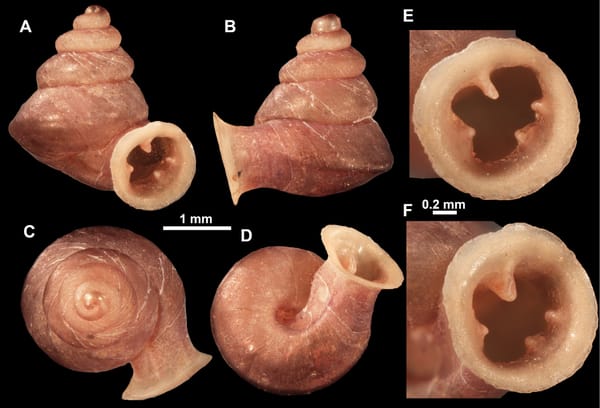 Meet the “Microsnail” Named After Picasso