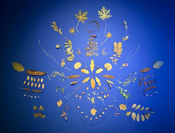 A Caribbean Garden in the Middle of Berlin