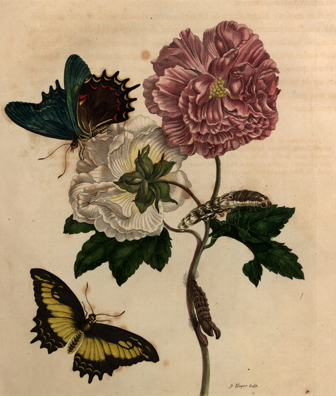 A Butterfly Journey Maria Sibylla Merian Artist and Scientist Epub-Ebook